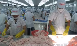 Nuôi cá tra thâm canh ven sông Tiền phục vụ chế biến xuất khẩu 