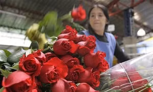 Colombia xuất khẩu 500 triệu cành hoa sang Mỹ phục vụ Valentine