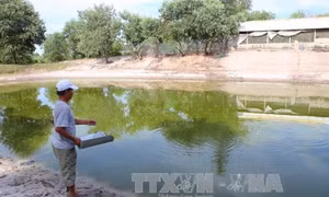 Thừa Thiên - Huế: Chấn chỉnh tình trạng cơ sở chăn nuôi gây ô nhiễm ở vùng cát nội đồng 