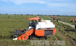 Nông dân Bạc Liêu thiệt hại kép từ vụ Thu Đông