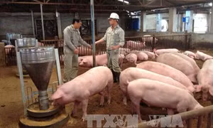Thưởng thức bò BBB tại Tuần lễ giới thiệu sản phẩm chăn nuôi gia súc, gia cầm sản xuất theo chuỗi