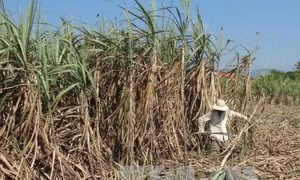 Đẩy mạnh tiêu thụ đường mía bền vững, chống đường nhập lậu