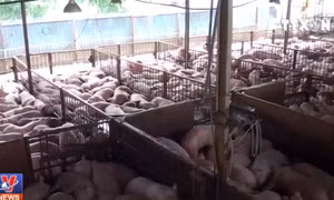 Tác hại khi ăn thịt lợn tiêm thuốc an thần