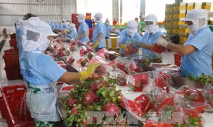 Phát triển ngành trái cây - Bài 2: Đẩy mạnh năng lực chế biến