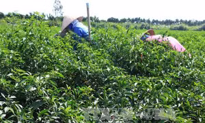 Giảm diện tích lúa, tăng cây màu và nuôi thủy sản 