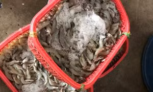 Bạc Liêu bắt quả tang 2 cơ sở bơm tạp chất vào tôm 