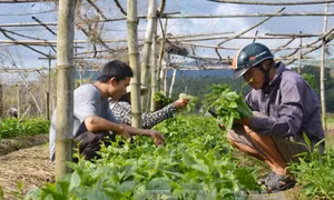  Giáp Tết, giá rau sạch tăng chóng mặt 