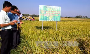Phú Yên: Giống lúa đạt tiêu chuẩn cho năng suất vượt trội