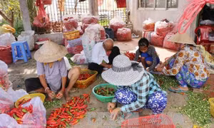 Giá ớt rớt thảm, người trồng tính bỏ vườn 