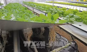 Nông dân Đà Lạt trồng rau trong không khí