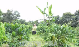 Hiệu quả chính sách giao đất, giao rừng cho đồng bào dân tộc 