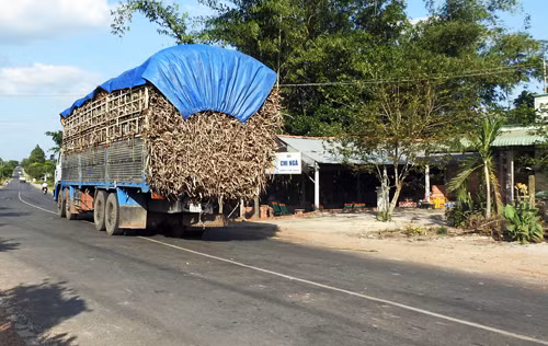 Bị ép giá, nông dân “ghim” mía trên đồng ảnh 1
