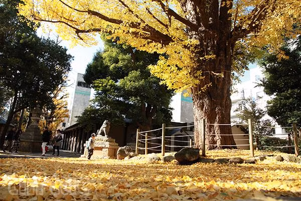 Tokyo – Bản giao hưởng cuối mùa thu ảnh 4