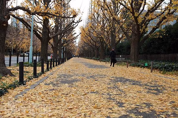 Tokyo – Bản giao hưởng cuối mùa thu ảnh 8