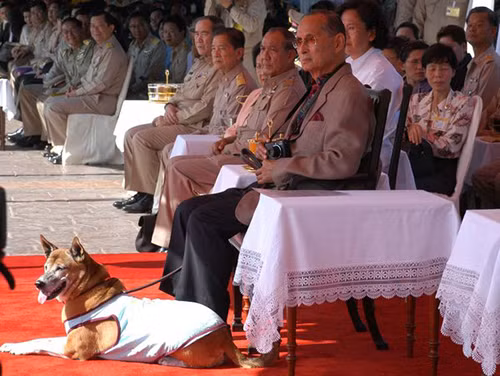 Công dân Thái Lan vào tù vì xúc phạm chó của Nhà Vua ảnh 1