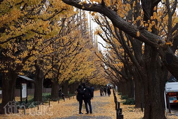 Tokyo – Bản giao hưởng cuối mùa thu ảnh 6