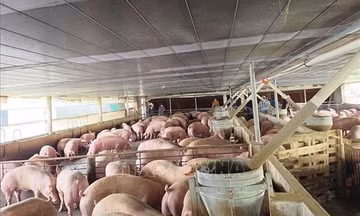 Đồng Nai chuyển hồ sơ trại nuôi lợn nhiễm chất cấm sang công an