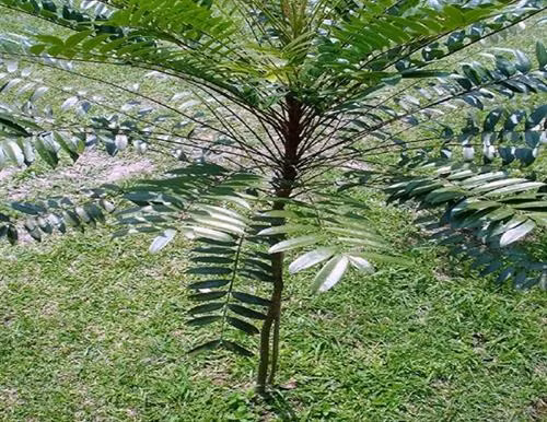 Nghiên cứu thành công tác dụng kháng viêm của cây Bá bệnh