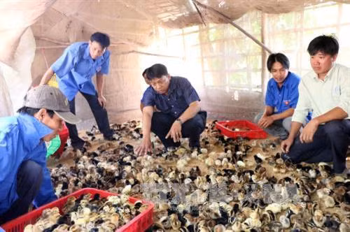 Hướng dẫn cách chọn gà giống tốt nhất