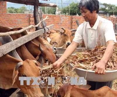 Cần thêm động lực để phát triển vùng dân tộc thiểu số và miền núi ở Ninh Thuận