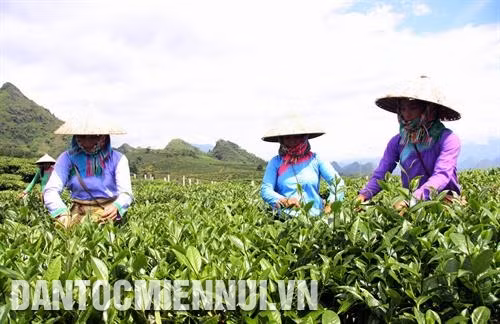 Lai Châu nỗ lực giảm nghèo bền vững