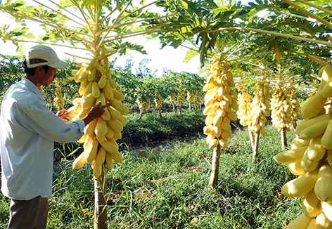 Đa dạng trái cây “độc” ngày tết