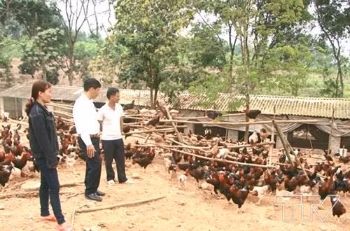 Mô hình chăn nuôi gà sạch thả đồi cho hiệu quả kinh tế cao ở Tân Lập
