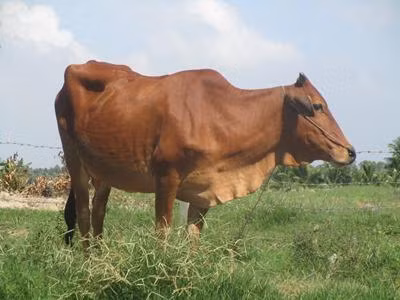 Trà Vinh tận dụng lợi thế phát triển chăn nuôi bò