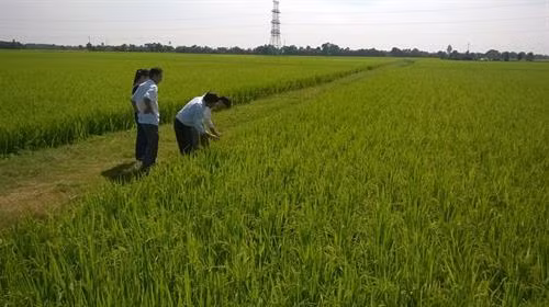 Thanh Hóa phòng trừ sâu bệnh gây hại cho lúa