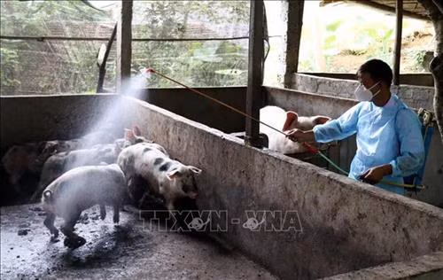 Lạng Sơn khống chế, dập ổ dịch lở mồm long móng trên đàn lợn