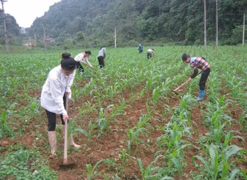Cao Bằng: Huyện Thạch An nỗ lực giúp dân giảm nghèo