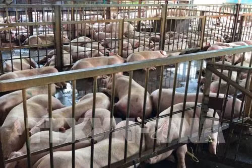 Cà Mau phát triển chăn nuôi theo hướng năng suất, chất lượng
