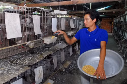 Mô hình nuôi chim bồ câu Pháp mang lại hiệu quả kinh tế cao
