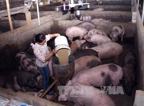 Một số giải pháp ổn định phát triển chăn nuôi