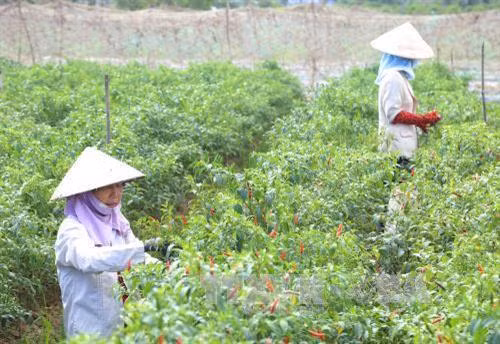 Xây dựng vùng chuyên canh màu trên đất thuần nông