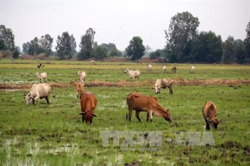 Xóa đói, giảm nghèo từ nuôi trâu, bò vỗ béo ở Lạng Sơn
