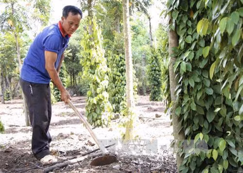Tháo gỡ vướng mắc việc cấp Giấy chứng nhận quyền sử dụng đất