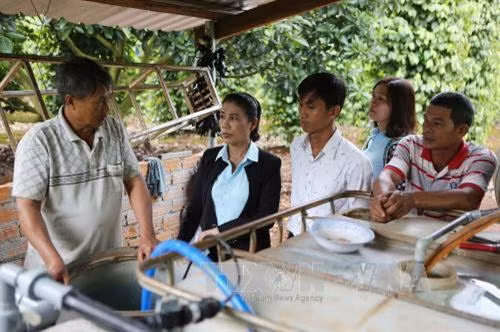 Kỹ thuật phòng chống hạn cho cây cà phê, hồ tiêu