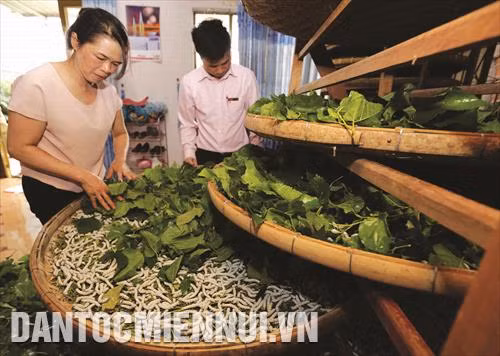 Trồng dâu nuôi tằm cho thu nhập cao