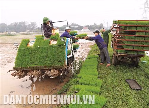 Một số biện pháp kỹ thuật chăm sóc lúa đông xuân đầu vụ 