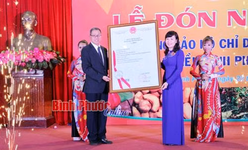 Cấp chứng nhận chỉ dẫn địa lý cho hạt điều Bình Phước
