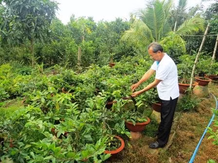 Chăm sóc để hoa mai nở đúng dịp Tết
