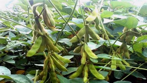 Phòng trị sâu bệnh hại đậu tương đông