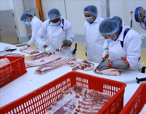 Tập trung phát triển chăn nuôi theo chuỗi liên kết