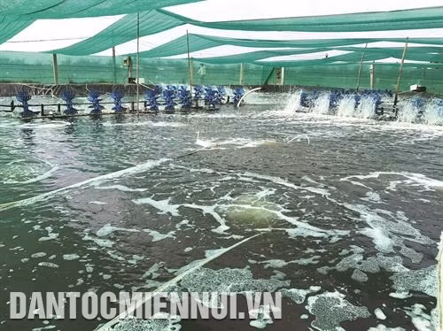 Kỹ thuật nuôi tôm thẻ 2 giai đoạn