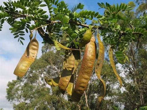 Bồ kết và những lợi ích bất ngờ