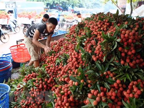 Bắc Giang đẩy mạnh phát triển, tiêu thụ các sản phẩm nông sản chủ lực, đặc trưng địa phương