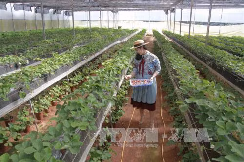 Xây dựng nông trường nông nghiệp công nghệ cao ở Đà Lạt