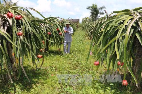 Bình Thuận mở rộng diện tích thanh long theo tiêu chuẩn VietGAP