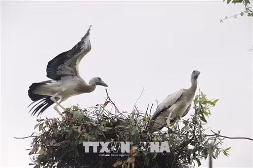 Nhiều loài chim quý hiếm về vườn chim Bạc Liêu cư trú